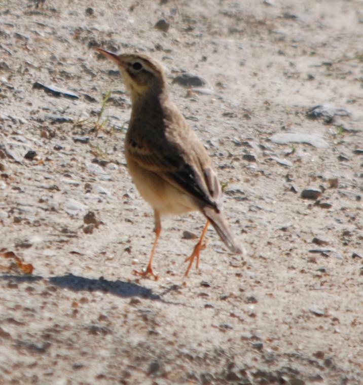 Calandro o Calandro maggiore?